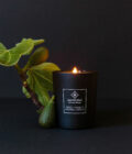 ficus-candle-product-image-01-amazing-space-2023