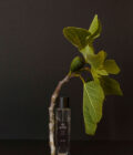 ficus-perfume-product-image-01-amazing-space-2023